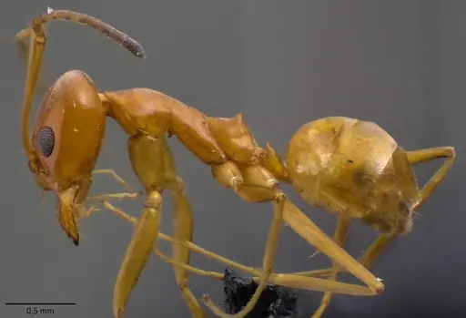 Dorymyrmex bureni - ANTWEB1060103