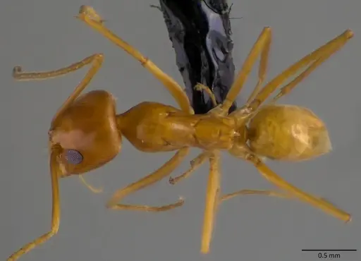 Dorymyrmex bureni - ANTWEB1060104