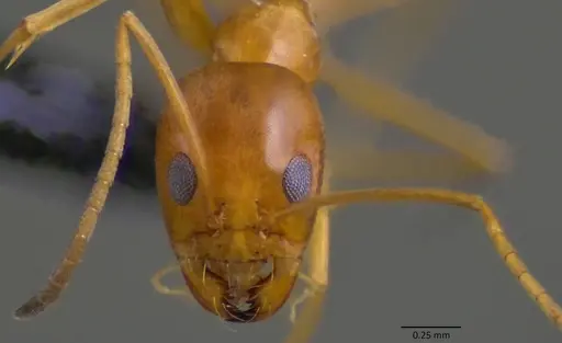 Dorymyrmex bureni - ANTWEB1060104