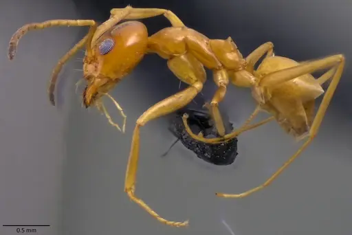 Dorymyrmex bureni - ANTWEB1060104