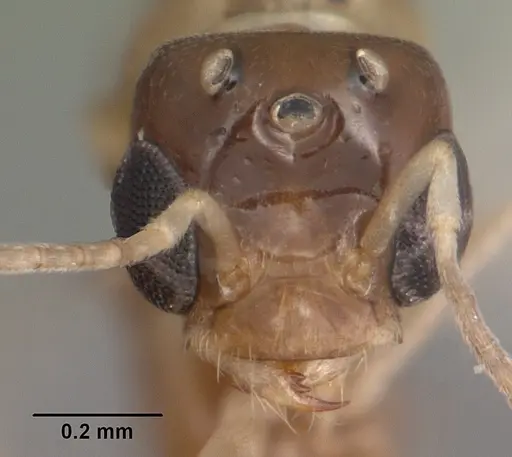 Dorymyrmex bureni - CASENT0102701