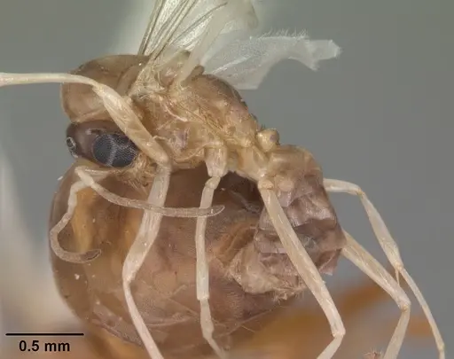 Dorymyrmex bureni - CASENT0102701