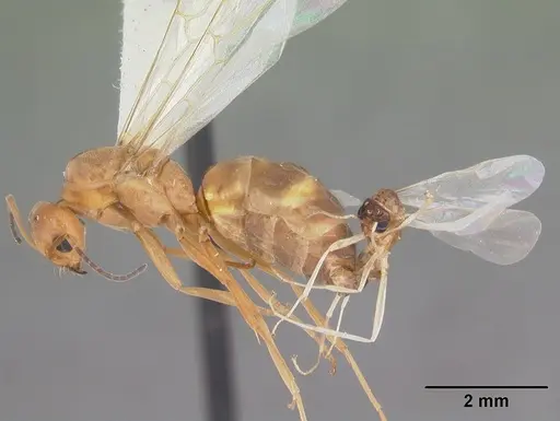 Dorymyrmex bureni - CASENT0102701