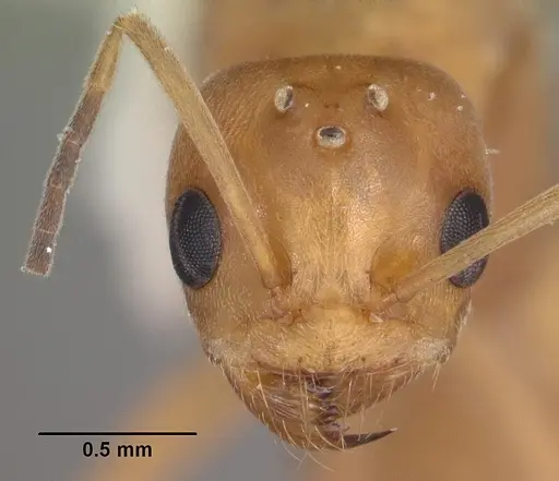 Dorymyrmex bureni - CASENT0103862