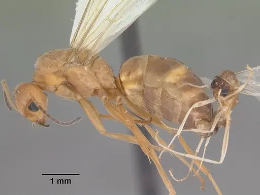 Dorymyrmex bureni - CASENT0103862