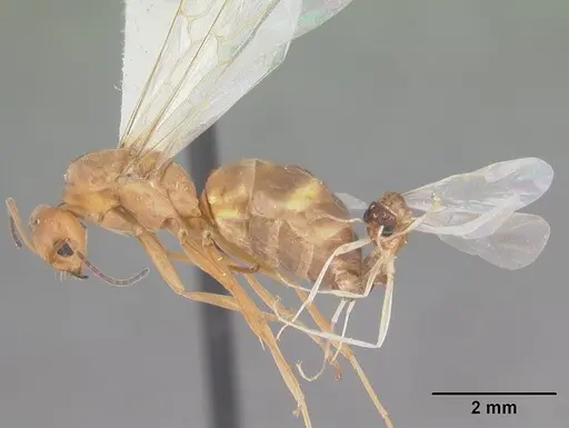 Dorymyrmex bureni - CASENT0103862