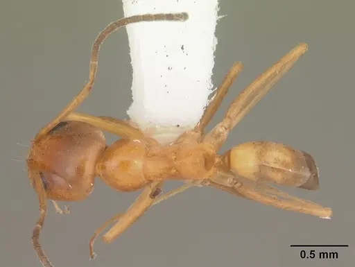 Dorymyrmex bureni - CASENT0103863