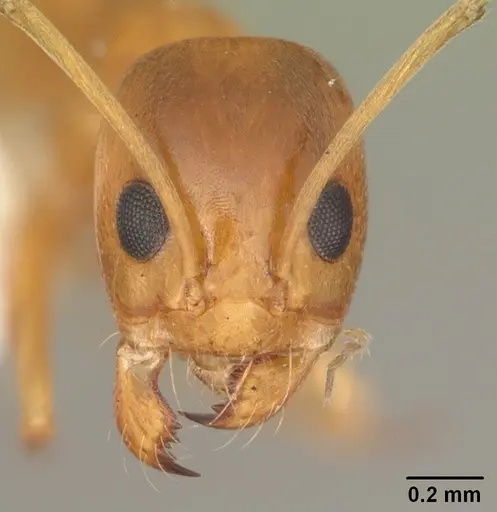 Dorymyrmex bureni - CASENT0103863