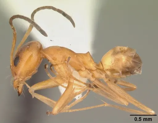 Dorymyrmex bureni - CASENT0103863