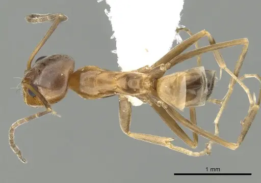 Dorymyrmex bureni - CASENT0249670