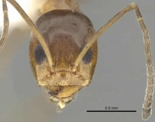 Dorymyrmex bureni - CASENT0249670