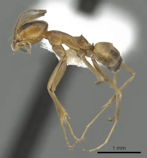 Dorymyrmex bureni - CASENT0249670