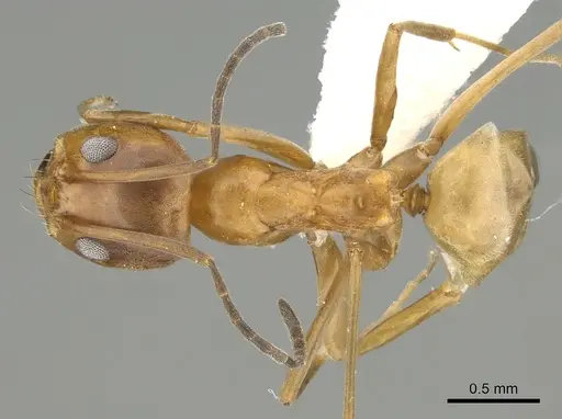 Dorymyrmex bureni - CASENT0281176