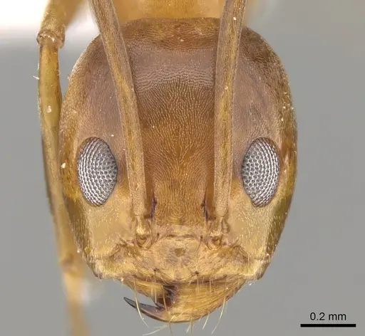 Dorymyrmex bureni - CASENT0281176