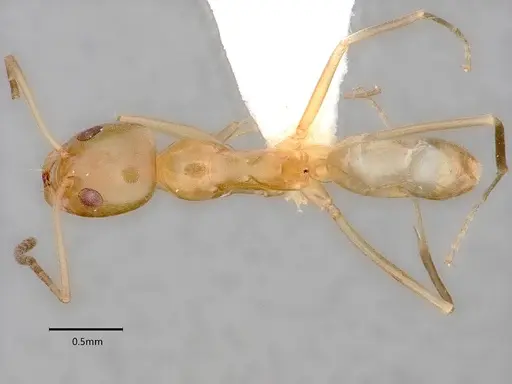 Dorymyrmex bureni - CASENT0841087