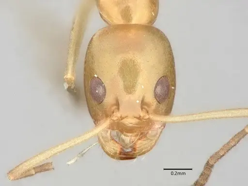 Dorymyrmex bureni - CASENT0841087