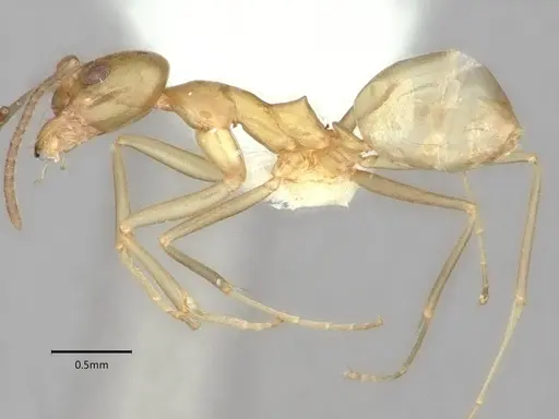 Dorymyrmex bureni - CASENT0841087