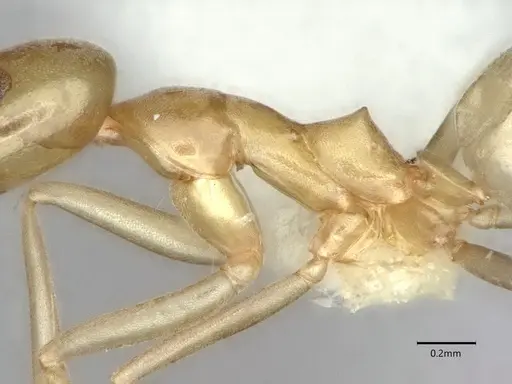 Dorymyrmex bureni - CASENT0841087