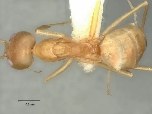 Dorymyrmex bureni - CASENT0841247