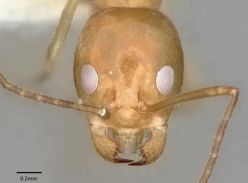 Dorymyrmex bureni - CASENT0841247