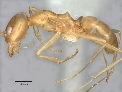 Dorymyrmex bureni - CASENT0841247