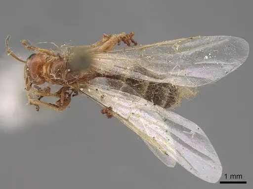 Dorymyrmex bureni - CASENT0923040