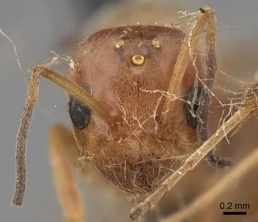 Dorymyrmex bureni - CASENT0923040