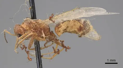 Dorymyrmex bureni - CASENT0923040
