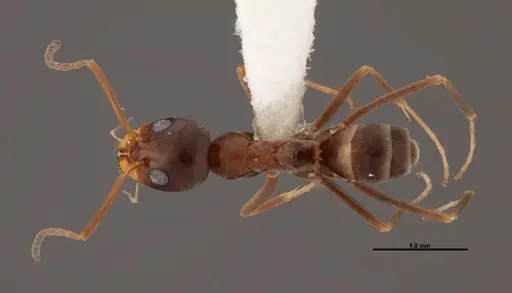 Dorymyrmex bureni - FMNHINS0000062862
