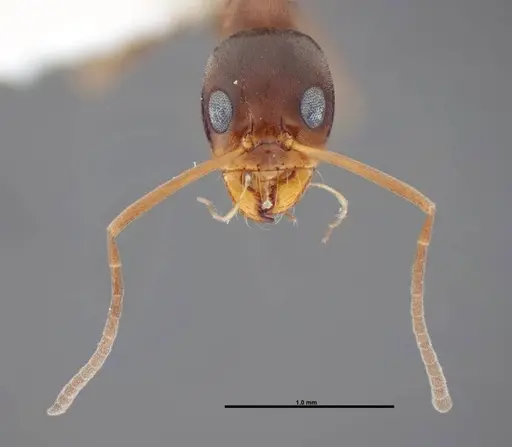Dorymyrmex bureni - FMNHINS0000062862