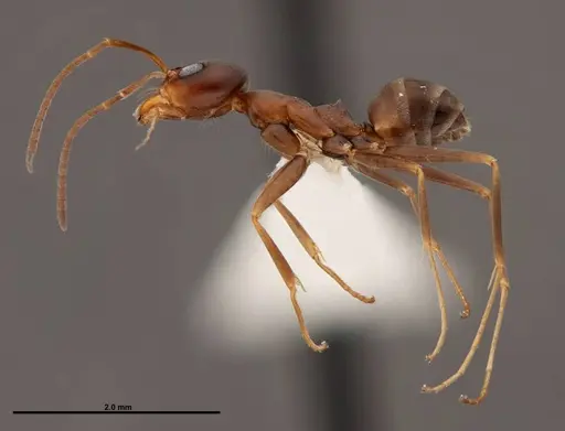 Dorymyrmex bureni - FMNHINS0000062862