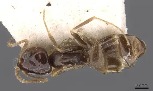 Dorymyrmex carettei specimen