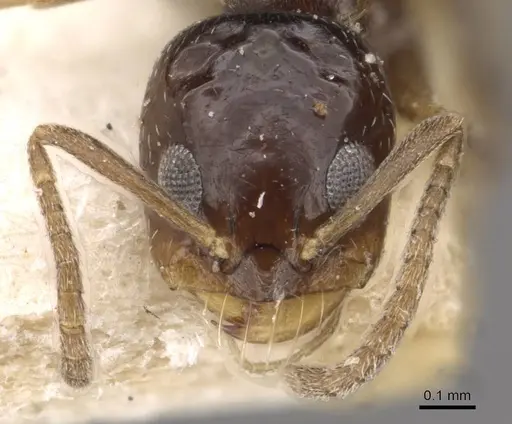 Dorymyrmex carettei specimen