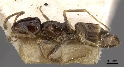 Dorymyrmex carettei specimen
