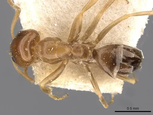 Dorymyrmex caretteoides specimen