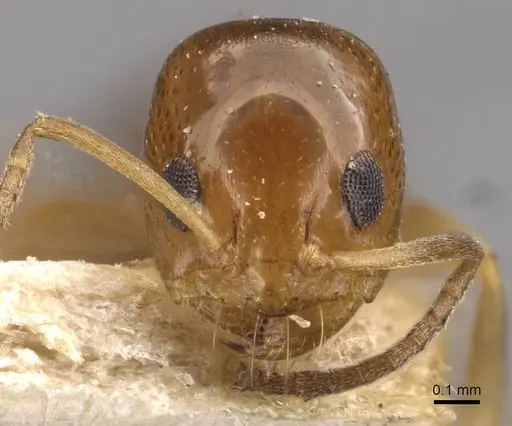 Dorymyrmex caretteoides specimen