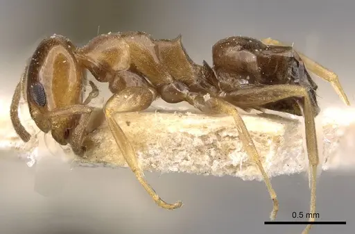 Dorymyrmex caretteoides specimen