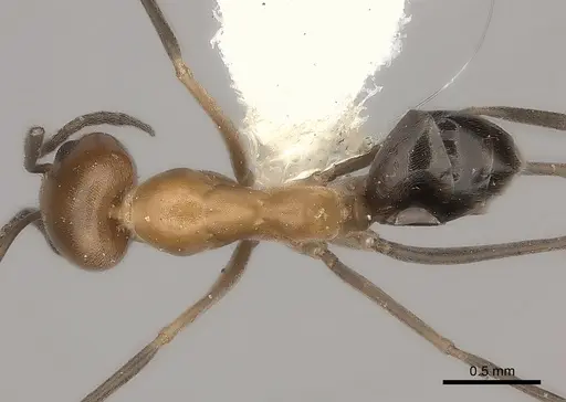 Dorymyrmex chilensis specimen