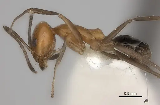 Dorymyrmex chilensis specimen