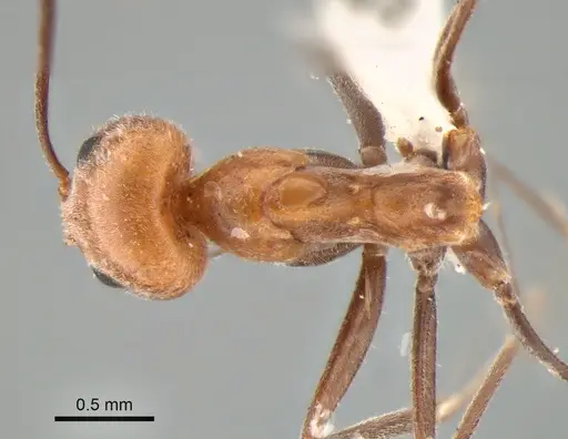 Dorymyrmex chilensis - CASENT0841184