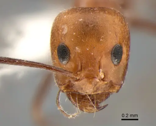 Dorymyrmex chilensis - CASENT0841184