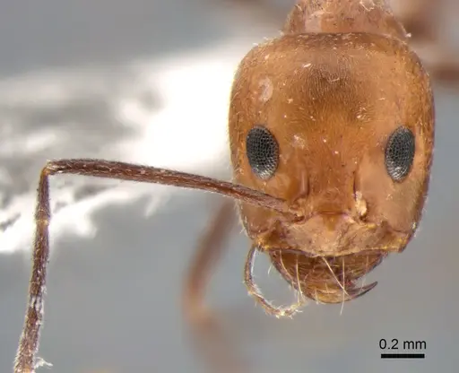 Dorymyrmex chilensis - CASENT0841184