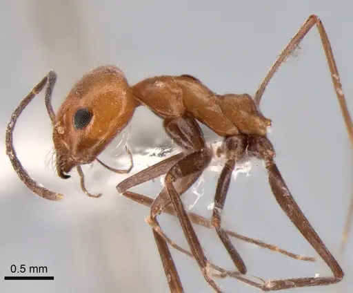 Dorymyrmex chilensis - CASENT0841184