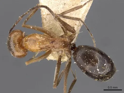 Dorymyrmex chilensis - CASENT0909748