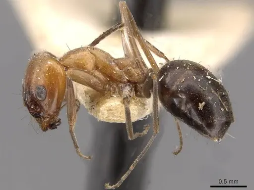 Dorymyrmex chilensis - CASENT0909748