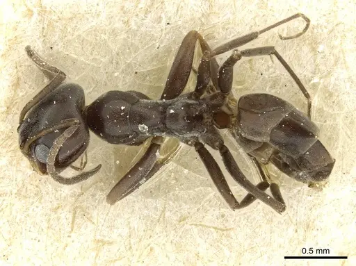 Dorymyrmex confusus specimen