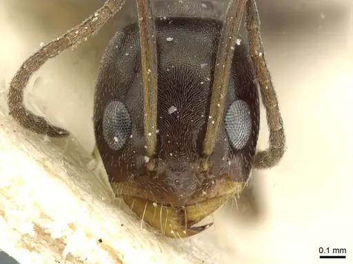 Dorymyrmex confusus specimen