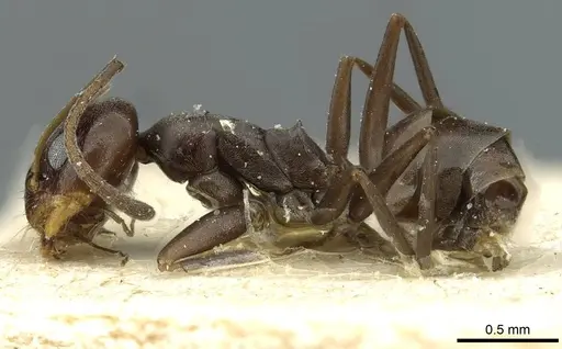 Dorymyrmex confusus specimen