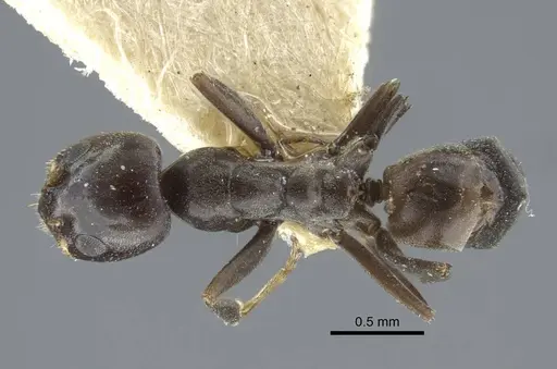 Dorymyrmex confusus - CASENT0917125