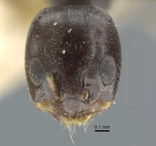 Dorymyrmex confusus - CASENT0917125